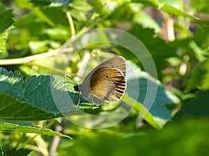 Beautiful butterfly sitting on green leaves.