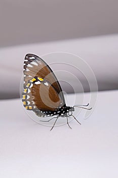 Beautiful butterfly sitting in the grey textile