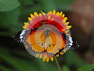 Beautiful butterfly sitting on the red yellow flower. Orange insect in the nature green forest habitat,