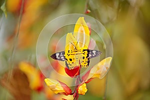 Beautiful butterfly sitting on the red yellow flower. Yellow insect in the nature green forest habitat, south of Asia. Moth in the