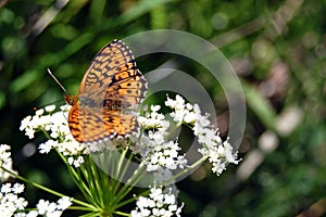 The beautiful butterfly sitting on a white flower