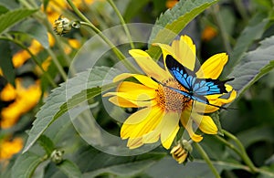 Beautiful butterfly sitting on a yellow flower rudbeckia.