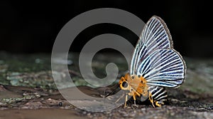 Beautiful Butterfly, Small Green Awlet, Bibasis amara photo