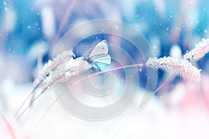 Beautiful butterfly in the snow on the wild grass on a blue and pink background. Snowing. Artistic winter christmas natural image.