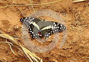 A beautiful butterfly species Papilio-demoleus with white spots and red `eyes`