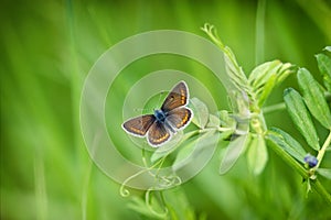 Beautiful butterfly on spring grass