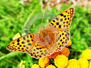 Argynnis aglaja. Yellow butterfly resting in the spring meadow photo