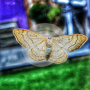 Butterfly posing to the camera photo