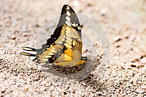 Beautiful butterfly on stone