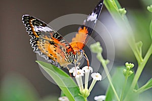 Beautiful butterfly sucking honey on a white flower.