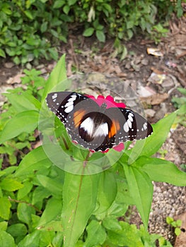 a beautiful butterfly sucking honey from a zinnia flower