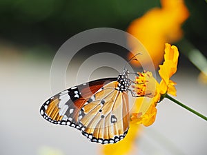 Beautiful butterfly Sucking on sweet and sour flowers and sunshine, blurry background and space for text or symbol with natural be