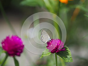 Beautiful butterfly Sucking on sweet and sour flowers and sunshine, blurry background and space for text or symbol with natural be