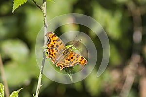 Beautiful butterfly in the sun