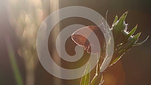 Beautiful butterfly in sunlight whith soft focus background in summer