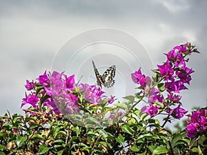Beautiful butterfly from tanzania citrus swallowtail papilio dem