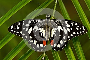 Beautiful butterfly from Tanzania. Citrus swallowtail, Papilio demodocus, sitting on the green leaves. Insect in dark tropic fores