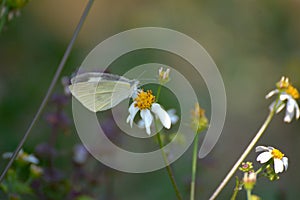 Beautiful butterfly on thorngrass