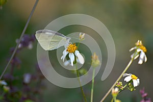 Beautiful butterfly on thorngrass