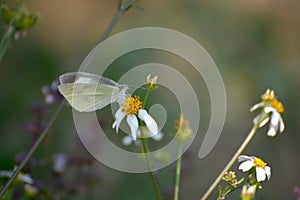 Beautiful butterfly on thorngrass