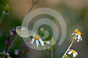 Beautiful butterfly on thorngrass