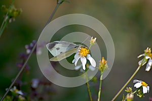 Beautiful butterfly on thorngrass