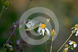 Beautiful butterfly on thorngrass