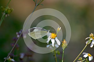 Beautiful butterfly on thorngrass