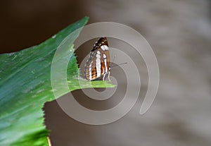 Beautiful butterfly on tip of a green leaf