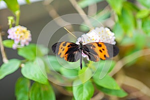 Beautiful butterfly in tropical forest of Botanic Garden in Prague, Europe