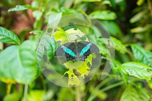 Beautiful butterfly in tropical forest of Botanic Garden in Prague, Europe