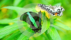 Beautiful butterfly in tropical forest of Botanic Garden in Prague, Europe