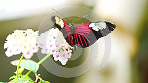 Beautiful butterfly in tropical forest of Botanic Garden in Prague, Europe