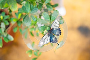 Beautiful butterfly in tropical forest of Botanic Garden in Prague, Europe