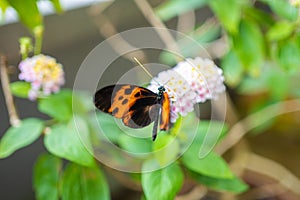 Beautiful butterfly in tropical forest of Botanic Garden in Prague, Europe