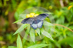 Beautiful butterfly in tropical forest of Botanic Garden in Prague, Europe