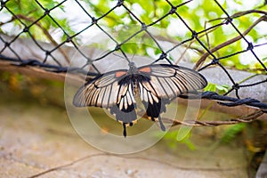 Beautiful butterfly in tropical forest of Botanic Garden in Prague, Europe