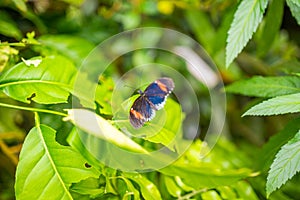 Beautiful butterfly in tropical forest of Botanic Garden in Prague, Europe