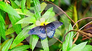 Beautiful butterfly in tropical forest of Botanic Garden in Prague, Europe