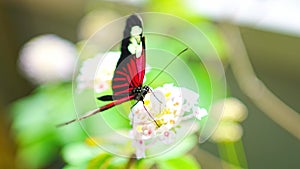 Beautiful butterfly in tropical forest of Botanic Garden in Prague, Europe