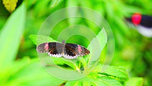 Beautiful butterfly in tropical forest of Botanic Garden in Prague, Europe