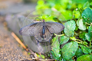 Beautiful butterfly in tropical forest of Botanic Garden in Prague, Europe