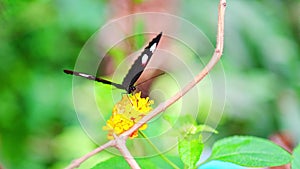 Beautiful butterfly in tropical forest of Botanic Garden in Prague, Europe