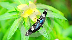 Beautiful butterfly in tropical forest of Botanic Garden in Prague, Europe