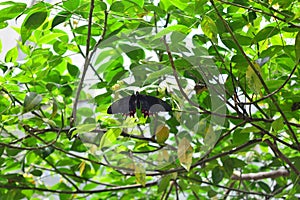 Beautiful butterfly at a tropical jungle in Guatemala