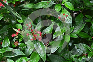 Beautiful butterfly at a tropical jungle in Guatemala