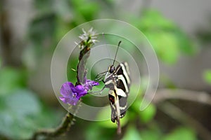 Beautiful butterfly at a tropical jungle in Guatemala