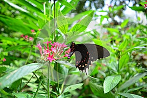Beautiful butterfly at a tropical jungle in Guatemala