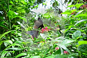 Beautiful butterfly at a tropical jungle in Guatemala