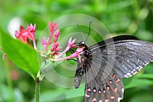 Beautiful butterfly at a tropical jungle in Guatemala